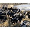 Image 1 : Henri Van Dewassenberg - 720# Holstein Steers - 95 Head (Olds, AB)