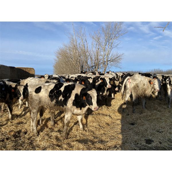 Henri Van Dewassenberg - 660# Holstein Steers - 120 Head (Olds, AB)