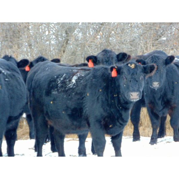 Kay Cattle Co. - Black Angus X Bred Heifers - 12 Head (Millicent, AB)