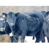 Image 4 : Kay Cattle Co. - Black Angus X Bred Heifers - 12 Head (Millicent, AB)