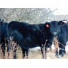 Image 5 : Kay Cattle Co. - Black Angus X Bred Heifers - 12 Head (Millicent, AB)