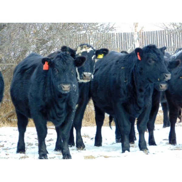 Kay Cattle Co. - Black Angus X Bred Heifers - 11 Head (Millicent, AB)