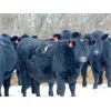 Image 2 : Kay Cattle Co. - Black Angus X Bred Heifers - 11 Head (Millicent, AB)