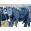 Image 3 : Kay Cattle Co. - Black Angus X Bred Heifers - 11 Head (Millicent, AB)