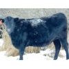 Image 8 : Kay Cattle Co. - Black Angus X Bred Heifers - 11 Head (Millicent, AB)