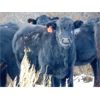 Image 10 : Kay Cattle Co. - Black/BWF/BBF Bred Heifers - 11 Head (Millicent, AB)