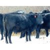 Image 11 : Kay Cattle Co. - Black/BWF/BBF Bred Heifers - 11 Head (Millicent, AB)