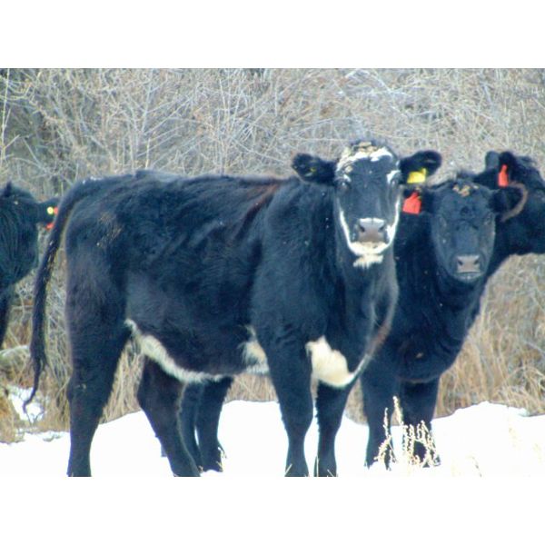 Kay Cattle Co. - Black/BWF/BBF Bred Heifers - 11 Head (Millicent, AB)
