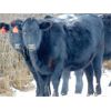 Image 3 : Kay Cattle Co. - Black/BWF/BBF Bred Heifers - 11 Head (Millicent, AB)