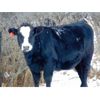 Image 4 : Kay Cattle Co. - Black/BWF/BBF Bred Heifers - 11 Head (Millicent, AB)