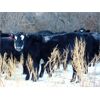 Image 5 : Kay Cattle Co. - Black/BWF/BBF Bred Heifers - 11 Head (Millicent, AB)