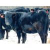 Image 6 : Kay Cattle Co. - Black/BWF/BBF Bred Heifers - 11 Head (Millicent, AB)