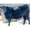 Image 7 : Kay Cattle Co. - Black/BWF/BBF Bred Heifers - 11 Head (Millicent, AB)