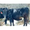 Image 8 : Kay Cattle Co. - Black/BWF/BBF Bred Heifers - 11 Head (Millicent, AB)