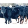 Image 9 : Kay Cattle Co. - Black/BWF/BBF Bred Heifers - 11 Head (Millicent, AB)