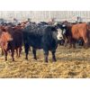 Image 1 : Hardluck Farms - 800# Weaned Steers - 76 Head (Young, SK)
