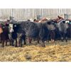 Image 5 : Hardluck Farms - 800# Weaned Steers - 76 Head (Young, SK)