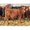 Image 6 : Hardluck Farms - 800# Weaned Steers - 76 Head (Young, SK)