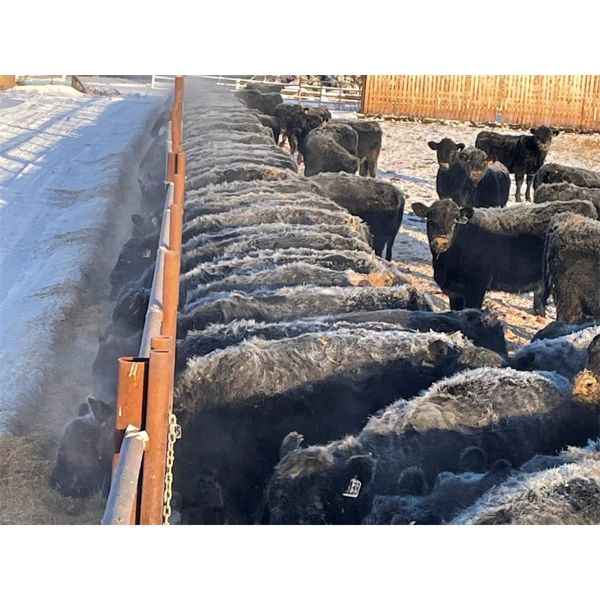 Hines Ranching Co. Ltd. - 1000# Heifers - 800 Head (Marwayne, AB)