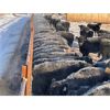 Image 1 : Hines Ranching Co. Ltd. - 1000# Heifers - 800 Head (Marwayne, AB)
