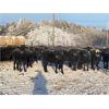 Image 2 : Hines Ranching Co. Ltd. - 1000# Heifers - 800 Head (Marwayne, AB)