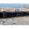 Image 3 : Hines Ranching Co. Ltd. - 1000# Heifers - 800 Head (Marwayne, AB)