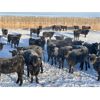 Image 6 : Hines Ranching Co. Ltd. - 1000# Heifers - 800 Head (Marwayne, AB)