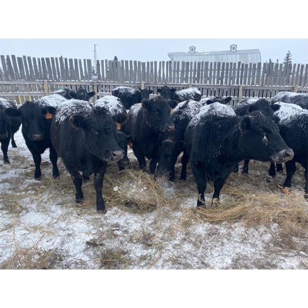 Flying T Ranch - Black Angus 2nd Calvers - 15 Head (Mankota, SK)