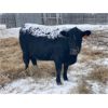 Image 5 : Flying T Ranch - Black Angus 2nd Calvers - 15 Head (Mankota, SK)