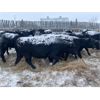 Image 3 : Flying T Ranch - Black Angus 2nd Calvers - 15 Head (Mankota, SK)