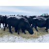 Image 2 : Flying T Ranch - Black Angus 4-8 Year Old Bred Cows - 22 Head (Mankota, SK)