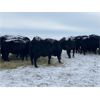 Image 3 : Flying T Ranch - Black Angus 4-8 Year Old Bred Cows - 22 Head (Mankota, SK)