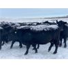 Image 5 : Flying T Ranch - Black Angus 4-8 Year Old Bred Cows - 22 Head (Mankota, SK)