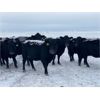 Image 6 : Flying T Ranch - Black Angus 4-8 Year Old Bred Cows - 22 Head (Mankota, SK)