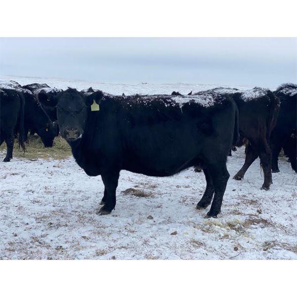 Flying T Ranch - Black Angus 4-8 Year Old Bred Cows - 22 Head (Mankota, SK)