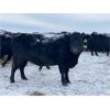 Image 4 : Flying T Ranch - Black Angus 4-8 Year Old Bred Cows - 22 Head (Mankota, SK)