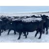 Image 5 : Flying T Ranch - Black Angus 4-8 Year Old Bred Cows - 22 Head (Mankota, SK)