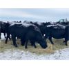 Image 2 : Flying T Ranch - Black Angus 4-8 Year Old Bred Cows - 23 Head (Mankota, SK)