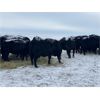 Image 3 : Flying T Ranch - Black Angus 4-8 Year Old Bred Cows - 23 Head (Mankota, SK)