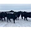 Image 6 : Flying T Ranch - Black Angus 4-8 Year Old Bred Cows - 23 Head (Mankota, SK)