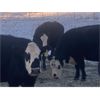 Image 4 : Flying T Ranch - BBF/BWF 4-8 Year Old Bred Cows - 20 Head (Mankota, SK)