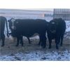 Image 5 : Flying T Ranch - BBF/BWF 4-8 Year Old Bred Cows - 20 Head (Mankota, SK)