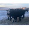 Image 2 : Flying T Ranch - BBF/BWF 4-8 Year Old Bred Cows - 22 Head (Mankota, SK)