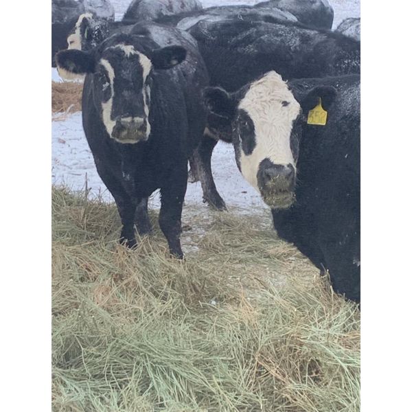 Flying T Ranch - BBF/BWF 4-8 Year Old Bred Cows - 23 Head (Mankota, SK)