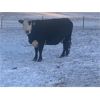 Image 3 : Flying T Ranch - BBF/BWF 4-8 Year Old Bred Cows - 23 Head (Mankota, SK)