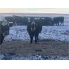 Image 6 : Flying T Ranch - BBF/BWF 4-8 Year Old Bred Cows - 23 Head (Mankota, SK)