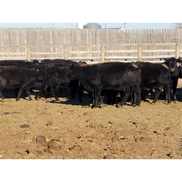 Block's Ranching Ltd. - Black Angus 3rd & 4th Calvers - 20 Head (Cabri, SK)