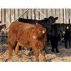 Image 2 : Calvin Rekydal - 785# Weaned Steers - 78 Head (Vogar, MB)