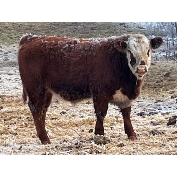 Finnlane Farms - 800# Steer Calves - 63 Head (Watrous, SK)