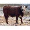 Image 1 : Finnlane Farms - 800# Steer Calves - 63 Head (Watrous, SK)